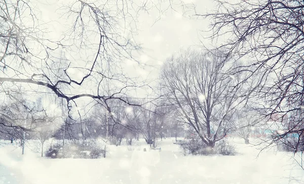 Paesaggio Forestale Invernale Alberi Alti Sotto Manto Neve Gennaio Giornata — Foto Stock