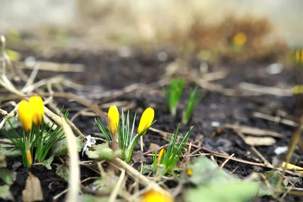 White Yellow Crocuses Country Spring Bright Spring Flowers Fresh Joyous — Stock Photo, Image