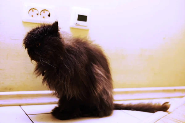 かわいい灰色の猫 セメントの床に横になり ボケの背景色 — ストック写真