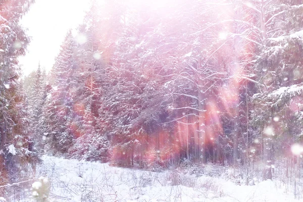 Winter Forest Landscape Tall Trees Snow Cover January Frosty Day — Stock Photo, Image