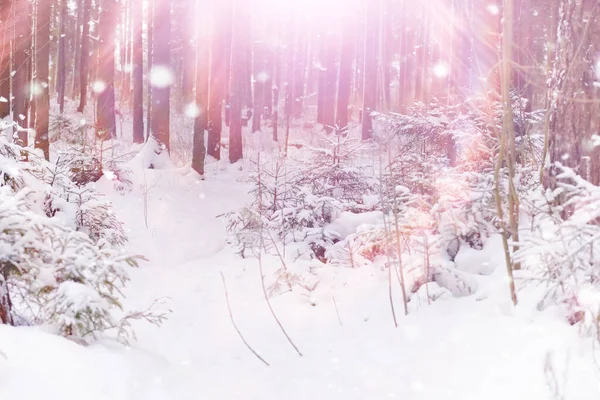 Paisaje Forestal Invernal Árboles Altos Bajo Cubierta Nieve Enero Día —  Fotos de Stock