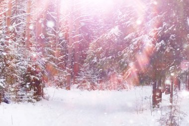 Kış orman manzarası. Kar altında uzun ağaçlar. Ocak ayının soğuk günü parkta.