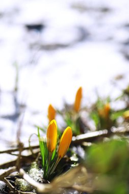 Bahar çiçekleri, beyaz crocus kar damlaları güneş ışınları. Baharda kırsalda beyaz ve sarı timsahlar. Taze neşeli bitkiler çiçek açtı. Genç filizler.