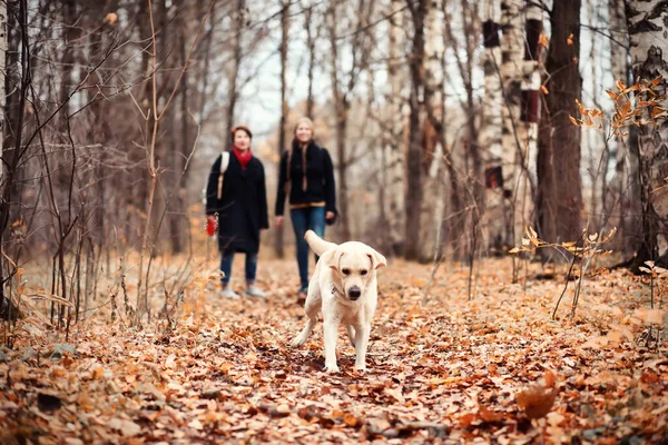 Ung Flicka Med Mamma Och Hund Promenad Höstträdgården — Stockfoto