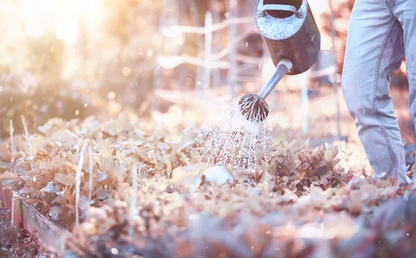 Homem Agricultor Regando Uma Horta Noite Sol — Fotografia de Stock