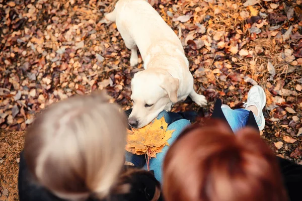 Ung Flicka Med Mamma Och Hund Promenad Höstträdgården — Stockfoto