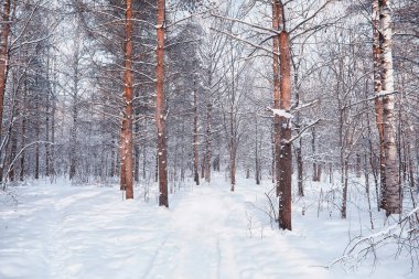 Kış orman manzarası. Kar altında uzun ağaçlar. Ocak ayının soğuk günü parkta.