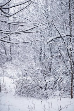 Kış orman manzarası. Kar altında uzun ağaçlar. Ocak ayının soğuk günü parkta.