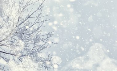 Kış orman manzarası. Kar altında uzun ağaçlar. Ocak ayının soğuk günü parkta.