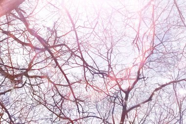 Kış orman manzarası. Kar altında uzun ağaçlar. Ocak ayının soğuk günü parkta.