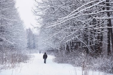Kış orman manzarası. Kar altında uzun ağaçlar. Ocak ayının soğuk günü parkta.