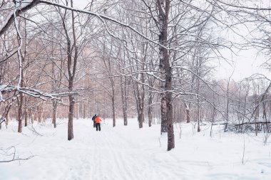 Kış orman manzarası. Kar altında uzun ağaçlar. Ocak ayının soğuk günü parkta.
