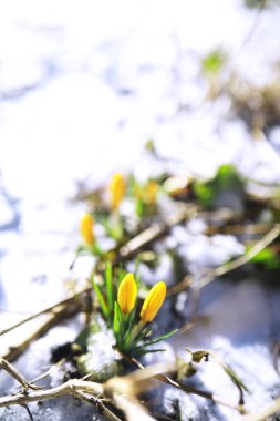 Bahar çiçekleri, beyaz crocus kar damlaları güneş ışınları. Baharda kırsalda beyaz ve sarı timsahlar. Taze neşeli bitkiler çiçek açtı. Genç filizler.