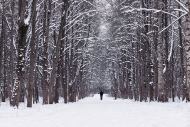 Kış orman manzarası. Kar altında uzun ağaçlar. Ocak ayının soğuk günü parkta.