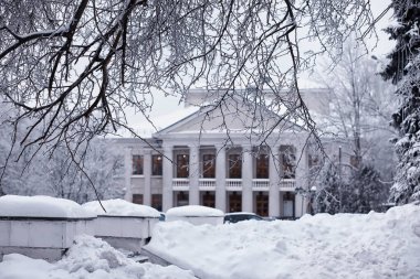 Kış orman manzarası. Kar altında uzun ağaçlar. Ocak ayının soğuk günü parkta.