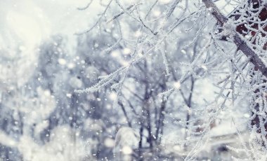 Kış orman manzarası. Kar altında uzun ağaçlar. Ocak ayının soğuk günü parkta.