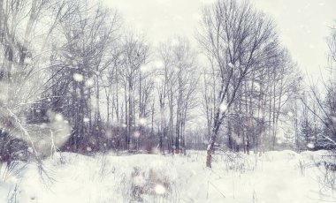 Kış orman manzarası. Kar altında uzun ağaçlar. Ocak ayının soğuk günü parkta.