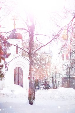 Kış orman manzarası. Kar altında uzun ağaçlar. Ocak ayının soğuk günü parkta.