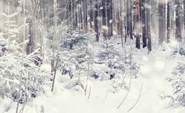 Kış orman manzarası. Kar altında uzun ağaçlar. Ocak ayının soğuk günü parkta.