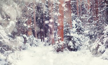Kış orman manzarası. Kar altında uzun ağaçlar. Ocak ayının soğuk günü parkta.