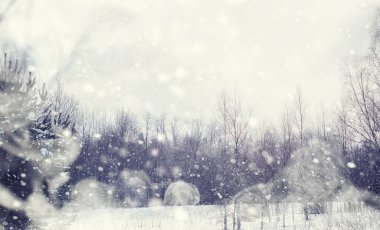 Kış orman manzarası. Kar altında uzun ağaçlar. Ocak ayının soğuk günü parkta.