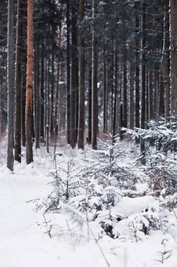 Kış orman manzarası. Kar altında uzun ağaçlar. Ocak ayının soğuk günü parkta.