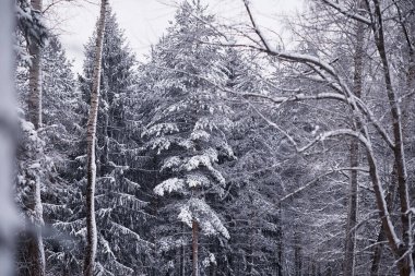 Kış orman manzarası. Kar altında uzun ağaçlar. Ocak ayının soğuk günü parkta.