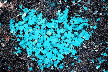 Dört yapraklı yonca arkaplanı. Geleneksel İrlanda sembolü. Aziz Patrick Günü.