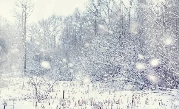 Vinterskogens Landskap Höga Träd Snötäcket Januari Frostiga Dag Parken — Stockfoto