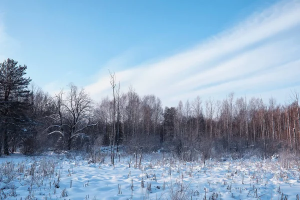 Peisaj Forestier Iarnă Copaci Înalți Sub Acoperire Zăpadă Ianuarie Înghețată — Fotografie, imagine de stoc