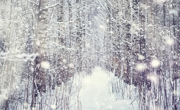 Winterbos Landschap Hoge Bomen Onder Sneeuw Januari Ijzige Dag Park — Stockfoto