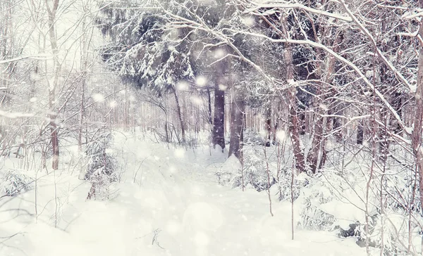 Paisaje Forestal Invernal Árboles Altos Bajo Cubierta Nieve Enero Día — Foto de Stock