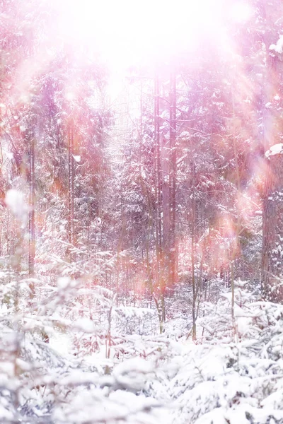 Winter Forest Landscape Tall Trees Snow Cover January Frosty Day — Stock Photo, Image