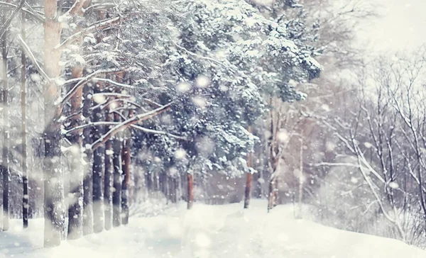 Winterbos Landschap Hoge Bomen Onder Sneeuw Januari Ijzige Dag Park — Stockfoto