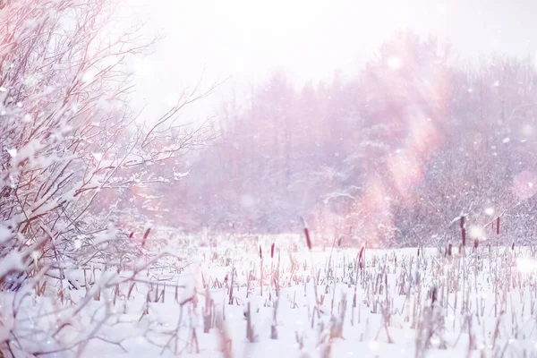 Paisagem Florestal Inverno Árvores Altas Sob Cobertura Neve Janeiro Dia — Fotografia de Stock