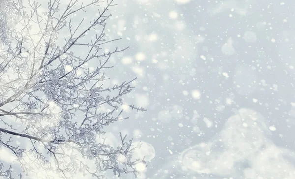 Kış orman manzarası. Kar altında uzun ağaçlar. Ocak ayının soğuk günü parkta.