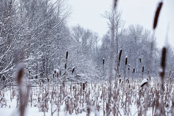 Kış orman manzarası. Kar altında uzun ağaçlar. Ocak ayının soğuk günü parkta.