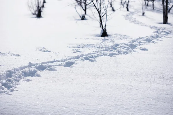 Winterliche Waldlandschaft Hohe Bäume Unter Einer Schneedecke Frosttag Januar Park — Stockfoto