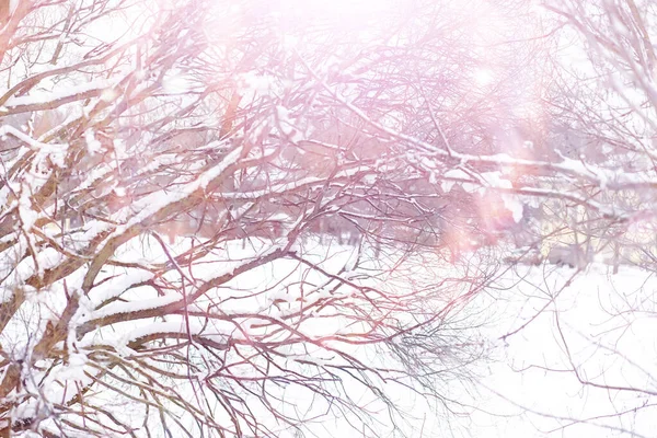 Winter Forest Landscape Tall Trees Snow Cover January Frosty Day — Stock Photo, Image