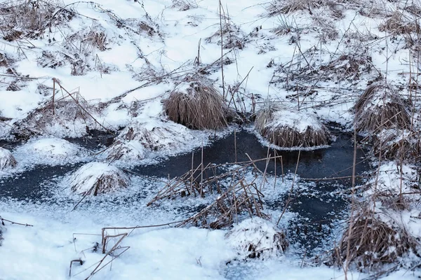 Paisagem Florestal Inverno Árvores Altas Sob Cobertura Neve Janeiro Dia — Fotografia de Stock