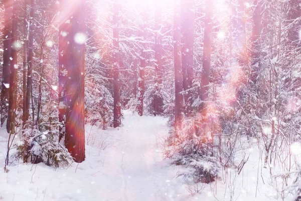 Lesní Krajina Vysoké Stromy Pod Sněhovou Pokrývkou Lednový Mrazivý Den — Stock fotografie