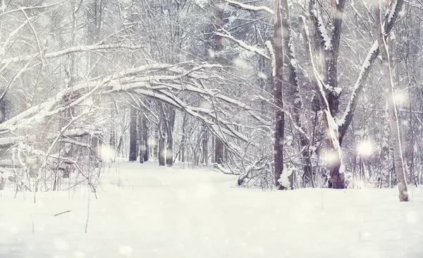 Vinterskogens Landskap Höga Träd Snötäcket Januari Frostiga Dag Parken — Stockfoto