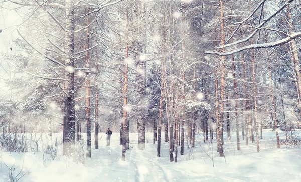 Vinterskogens Landskap Höga Träd Snötäcket Januari Frostiga Dag Parken — Stockfoto