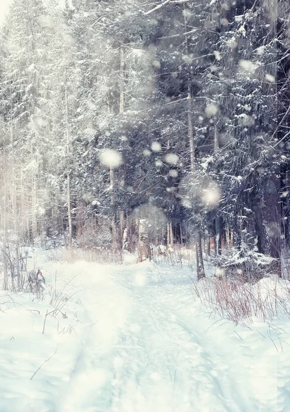 Paisagem Florestal Inverno Árvores Altas Sob Cobertura Neve Janeiro Dia — Fotografia de Stock