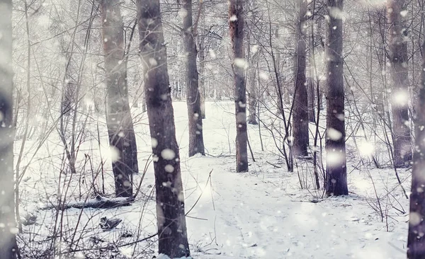 Vinterskogens Landskap Höga Träd Snötäcket Januari Frostiga Dag Parken — Stockfoto