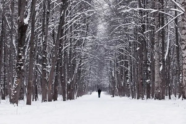 Kış orman manzarası. Kar altında uzun ağaçlar. Ocak ayının soğuk günü parkta.