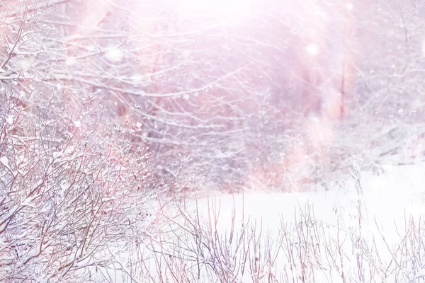 冬の森の風景 雪に覆われた背の高い木 公園で1月の霜の日 — ストック写真