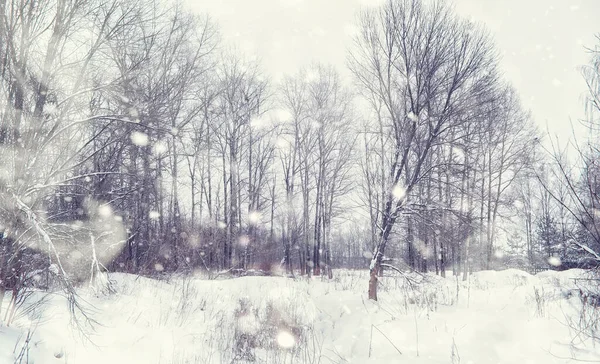 Kış orman manzarası. Kar altında uzun ağaçlar. Ocak ayının soğuk günü parkta.