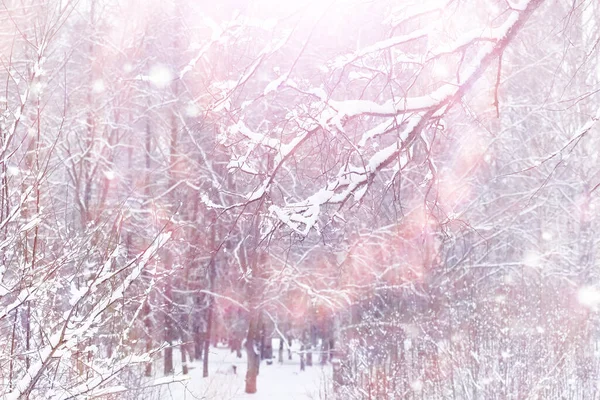 冬の森の風景 雪に覆われた背の高い木 公園で1月の霜の日 — ストック写真