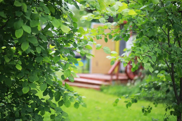 Jasna Wiosenna Zieleń Świcie Lesie Natura Ożywa Wczesną Wiosną — Zdjęcie stockowe